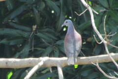 Nesoenas picturatus
