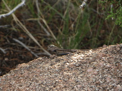 Sceloporus cowlesi