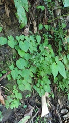 Epithema ceylanicum