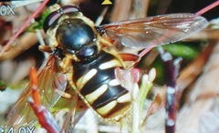 Sericomyia silentis