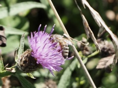 Apis mellifera