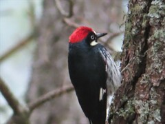 Melanerpes formicivorus
