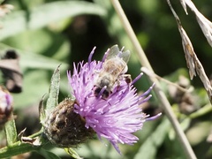 Apis mellifera