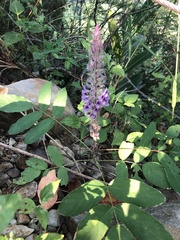 Uraria crinita