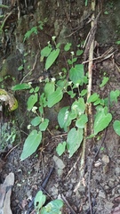 Epithema ceylanicum