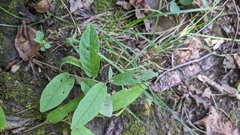Calystegia spithamaea