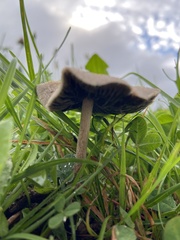 Panaeolus foenisecii