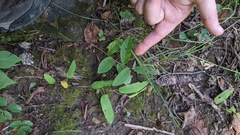 Calystegia spithamaea