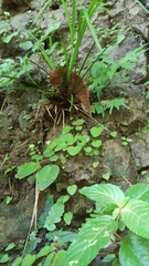 Epithema ceylanicum