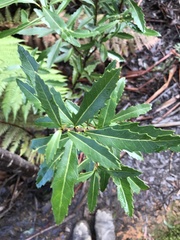 Orites diversifolius