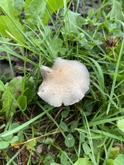 Panaeolus foenisecii