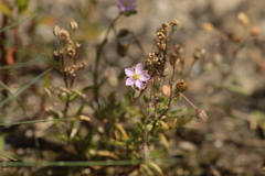Spergularia