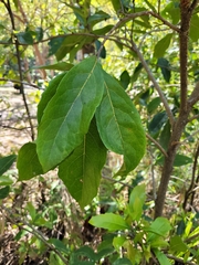 Barringtonia acutangula