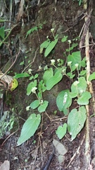 Epithema ceylanicum