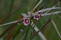 Oxystelma esculentum