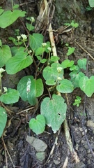 Epithema ceylanicum