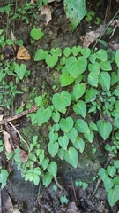 Epithema ceylanicum