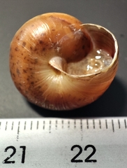 Portugala inchoata