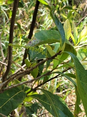 Barringtonia acutangula