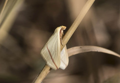 Rhodometra sacraria