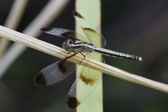 Neurothemis tullia
