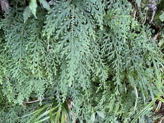 Selaginella labordei