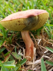 Hortiboletus rubellus