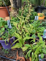 Epipactis