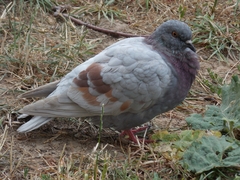Columba livia domestica