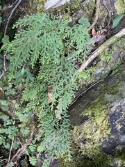 Selaginella labordei