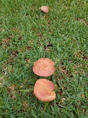 Hortiboletus rubellus