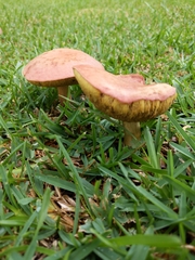 Hortiboletus rubellus