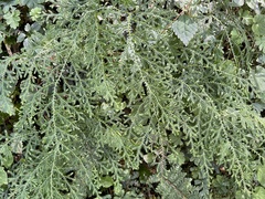 Selaginella labordei