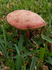 Hortiboletus rubellus