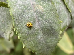Psyllobora vigintiduopunctata
