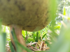 Hortiboletus rubellus