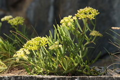 Crithmum maritimum