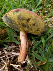 Hortiboletus rubellus
