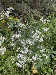 Doellingeria umbellata