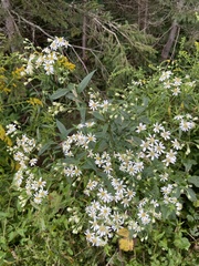 Doellingeria umbellata