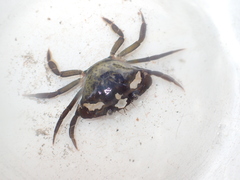 Carcinus maenas