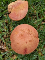 Hortiboletus rubellus