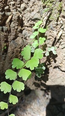 Adiantum soboliferum
