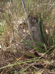 Brachygastra lecheguana