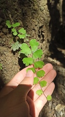 Adiantum soboliferum
