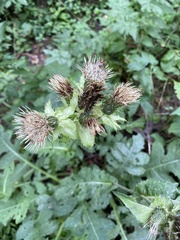Cirsium oleraceum
