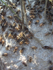 Brachygastra lecheguana