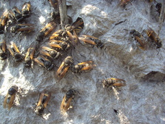 Brachygastra lecheguana