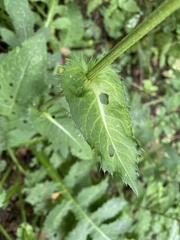 Cirsium oleraceum