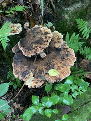 Hydnellum aurantiacum